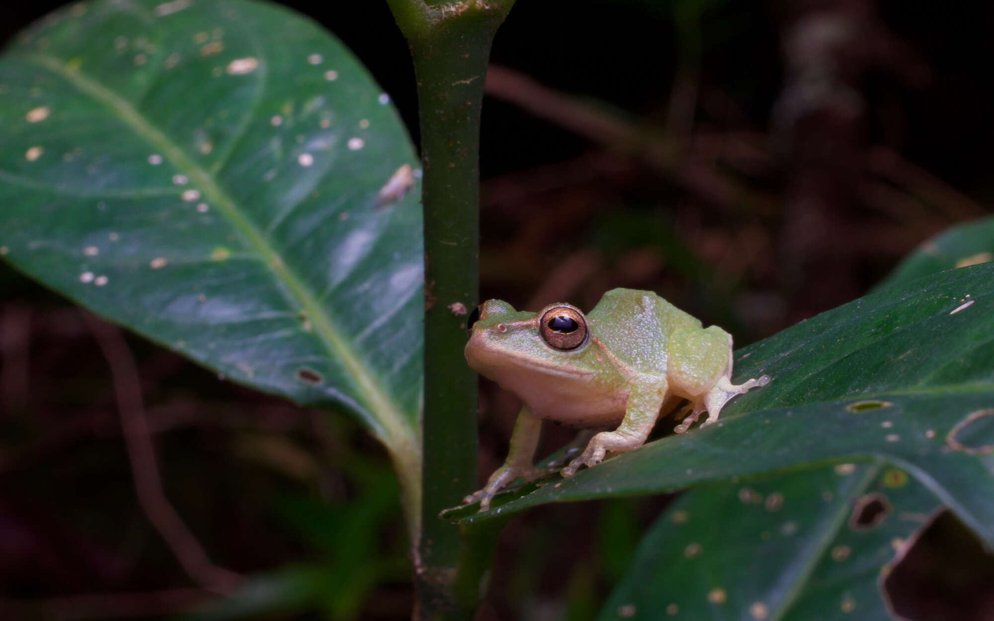 Image of Pseudophilautus stuarti (Meegaskumbura & Manamendra-Arachchi 2005)