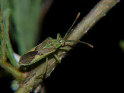 صورة Ceratopachys nigricornis (Germar 1838)