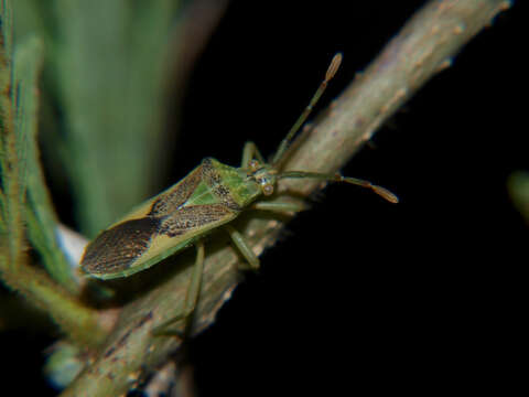 Image of Ceratopachys