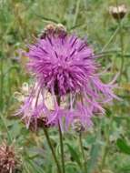 Image of greater knapweed