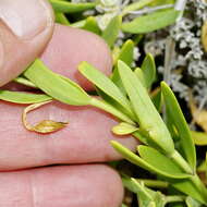 Image of Chironia decumbens Levyns