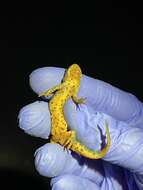 Image of Mexican black-spotted newt