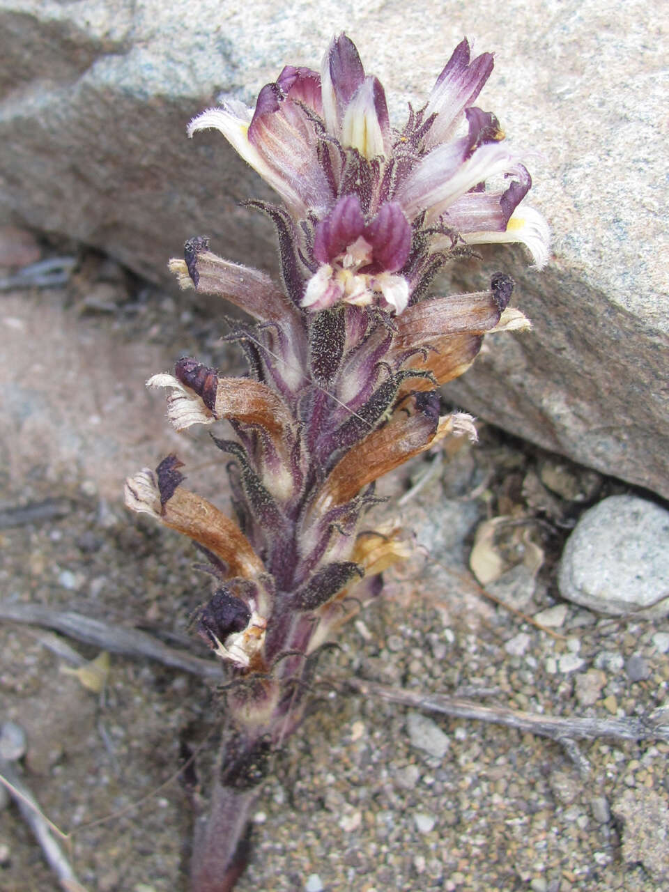 Image of Aphyllon cooperi subsp. palmeri (Munz) A. C. Schneid.