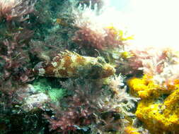 Image of Madeira Rock-fish