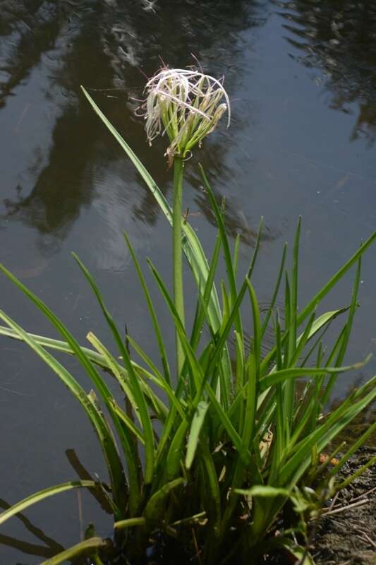 Слика од Crinum viviparum (Lam.) R. Ansari & V. J. Nair