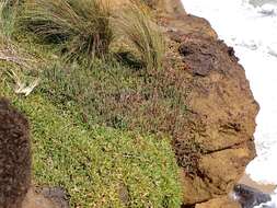 Image of Salicornia blackiana Ulbr.