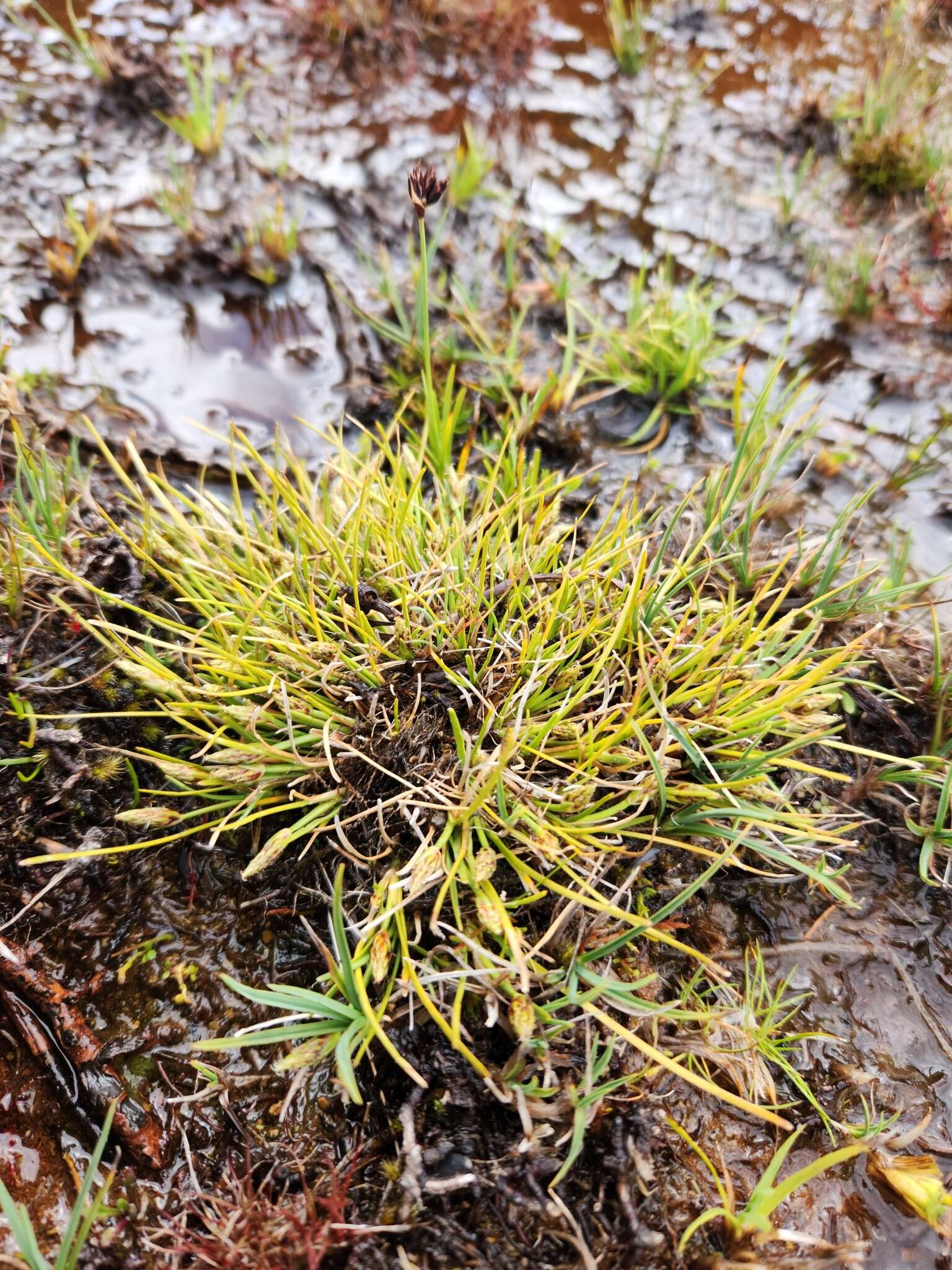 Слика од Juncus falcatus E. Mey.