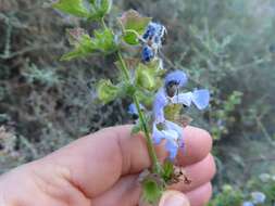 Imagem de Salvia dentata Aiton