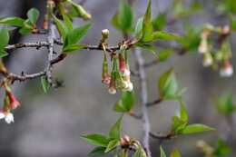 Слика од Prunus rufa Wall. ex Hook. fil.