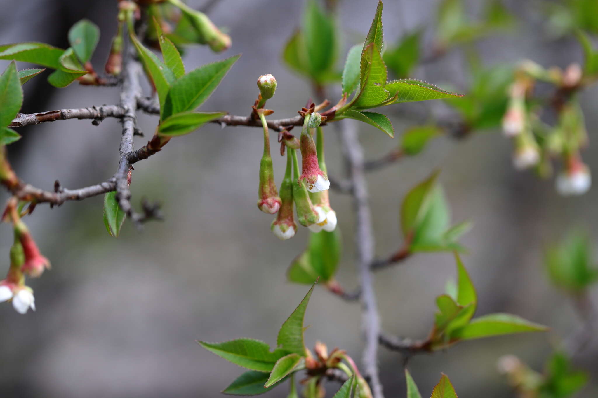 Слика од Prunus rufa Wall. ex Hook. fil.