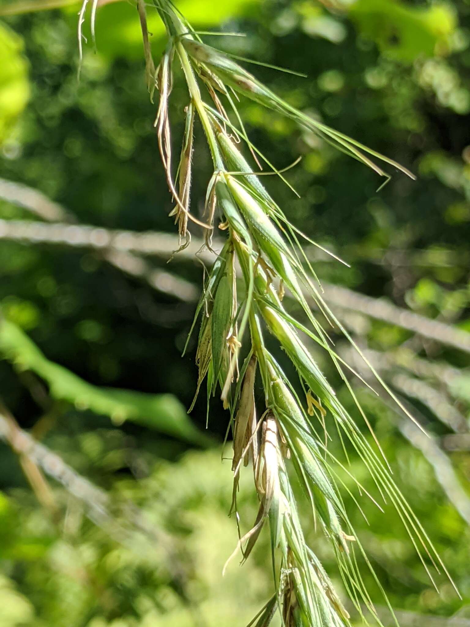 Plancia ëd Elymus canadensis L.