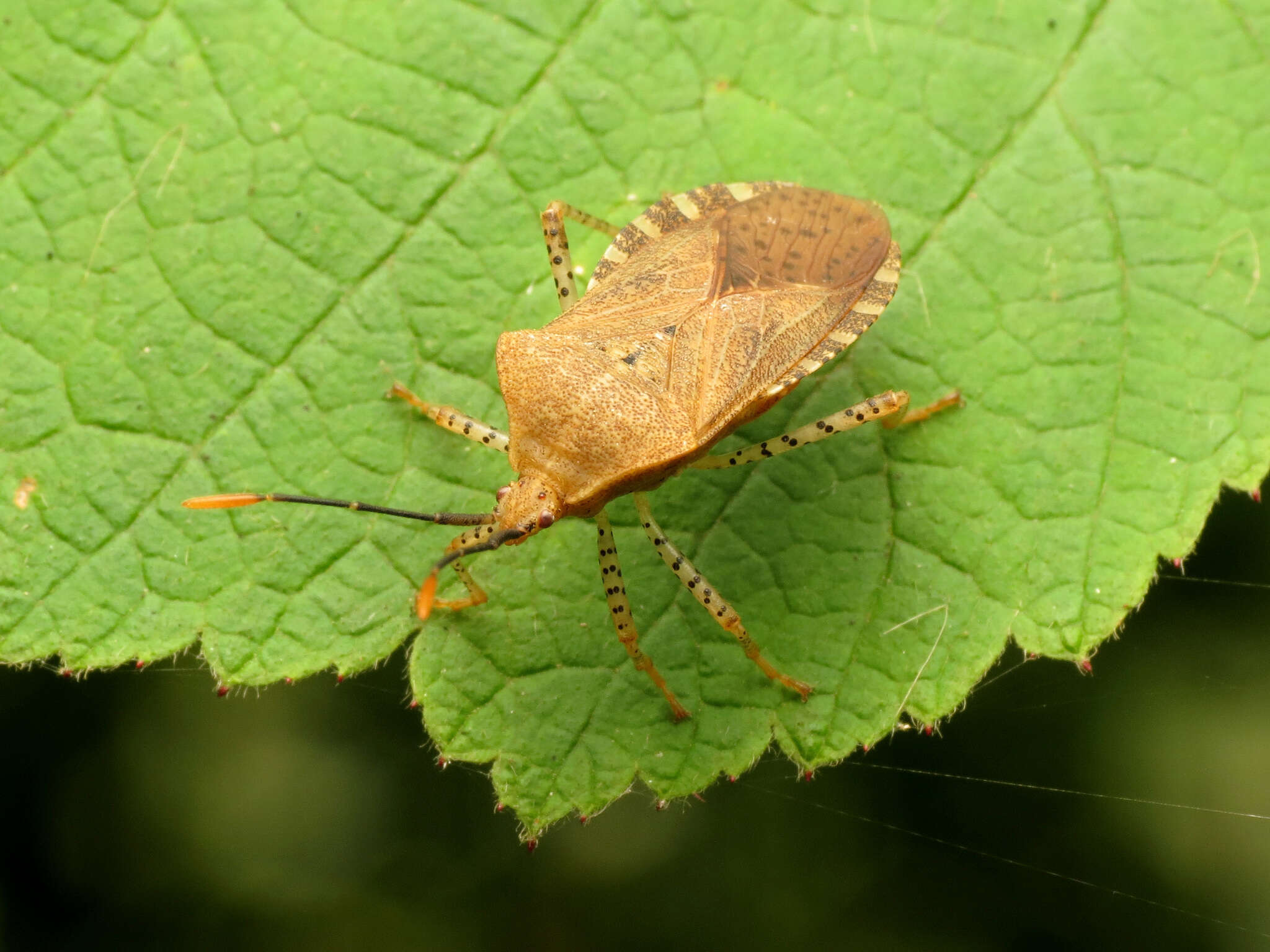 Image of Anasa repetita Heidemann 1905