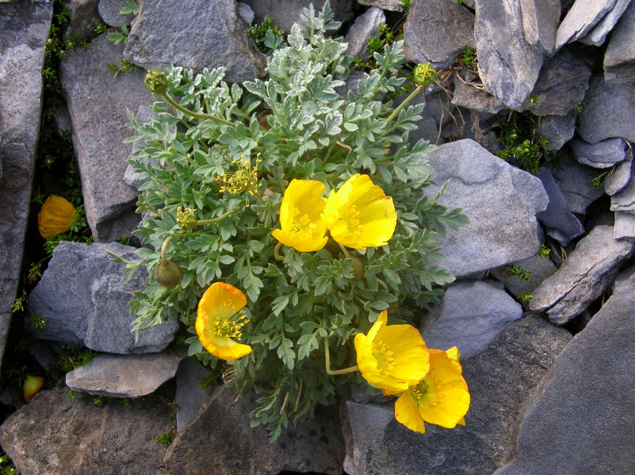 Imagem de Papaver aurantiacum Loisel.