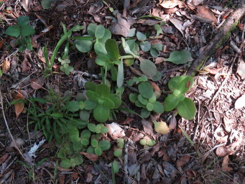 Image of Crassula multicava subsp. multicava