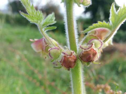 Image of Scrophularia grandiflora DC.