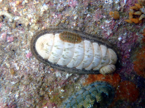 Imagem de Ischnochiton lineolatus (Blainville 1825)