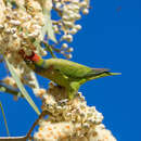 Image of Varied Lorikeet