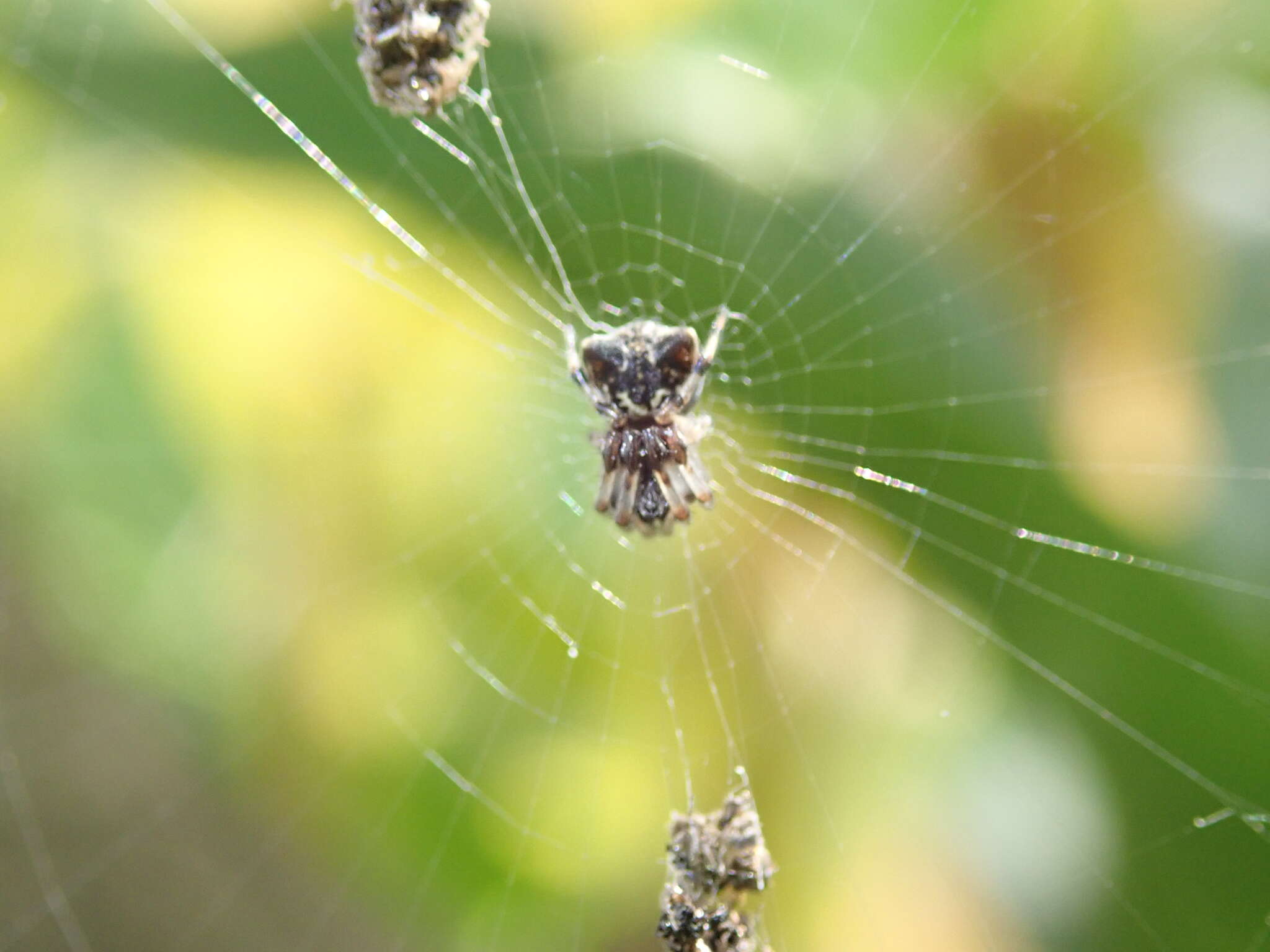 Imagem de Cyclosa mulmeinensis (Thorell 1887)