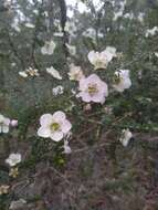 Sivun Leptospermum rotundifolium (Maiden & Betche) F. A. Rodway kuva