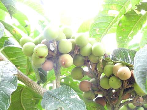 Image of Solanum oblongifolium Humb. & Bonpl. ex Dun.