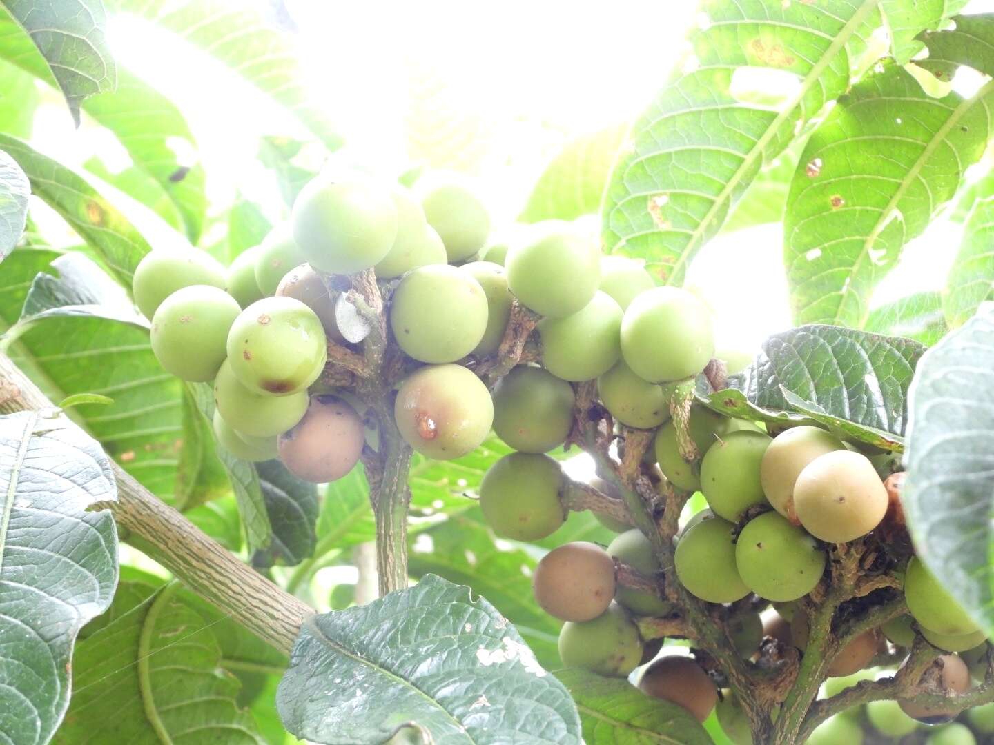 Image of Solanum oblongifolium Humb. & Bonpl. ex Dun.