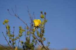 Image of Balbisia peduncularis (Lindl.) D. Don