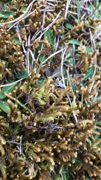 Image of Golden Tundra-moss