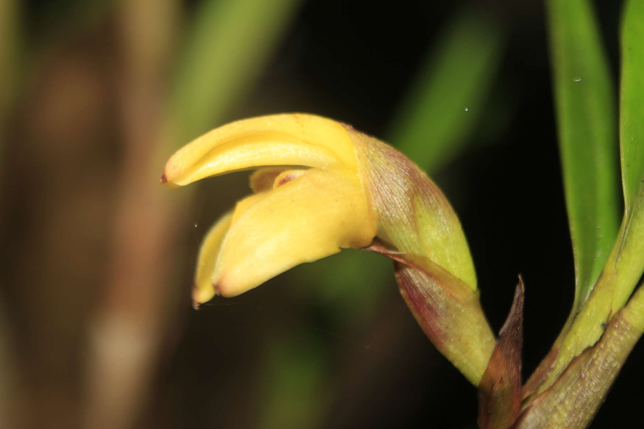 Imagem de Maxillaria meridensis Lindl.