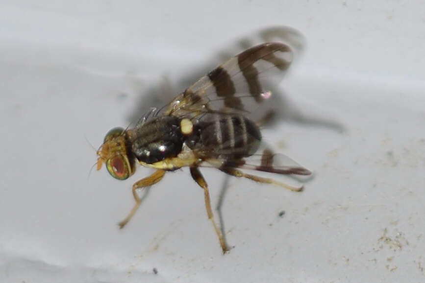 Image of cherry fruit fly