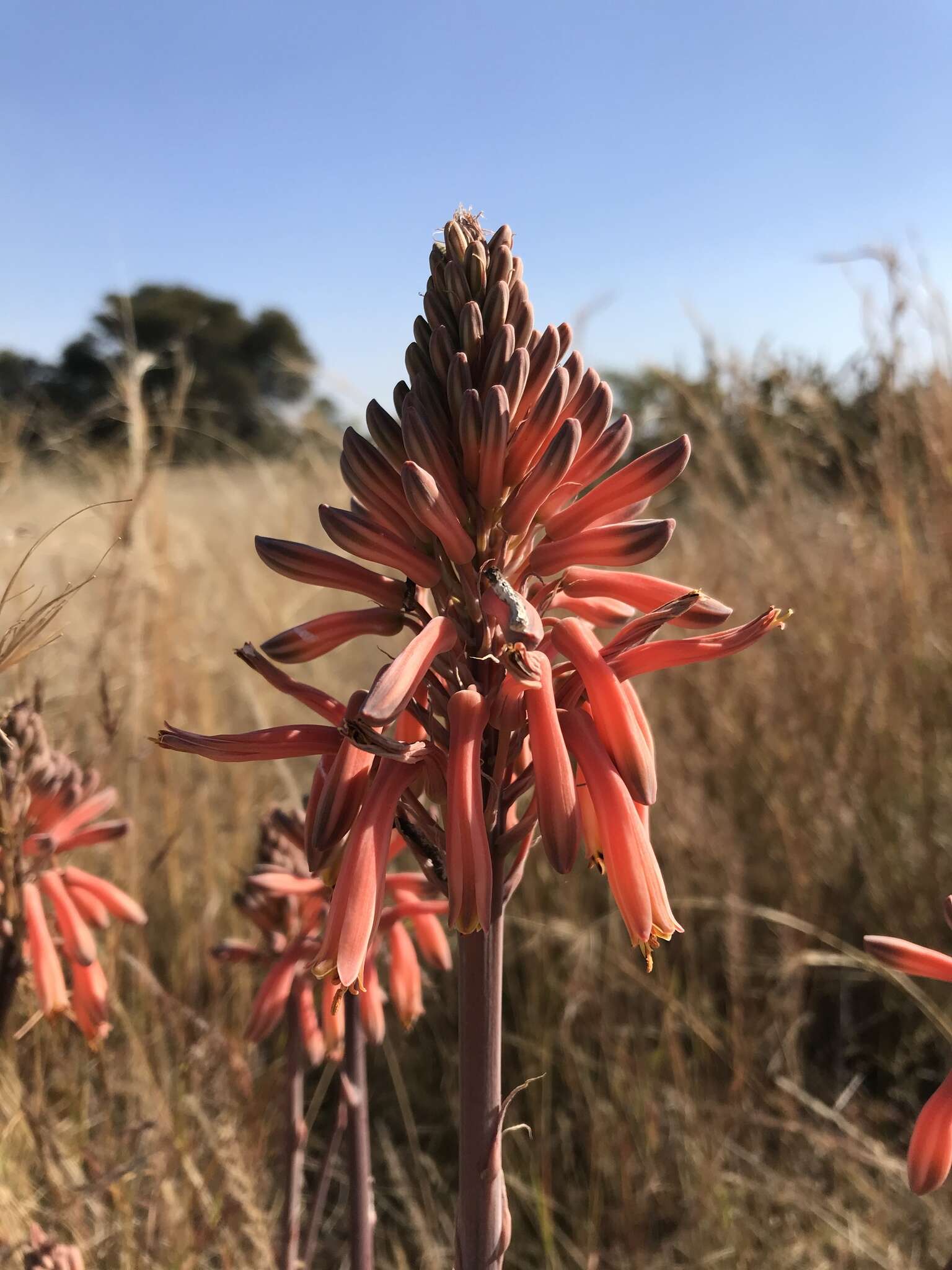 Image of Aloe greatheadii Schönland