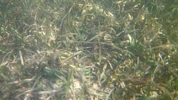 Image of Checkered Puffer