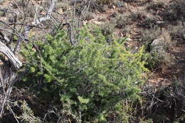 Image of Asparagus burchellii Baker