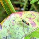 Image of Orsima ichneumon (Simon 1901)