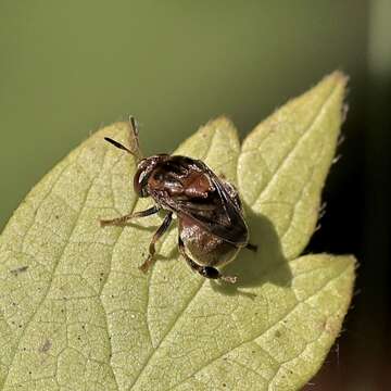 Imagem de Microdon globosus (Fabricius 1805)