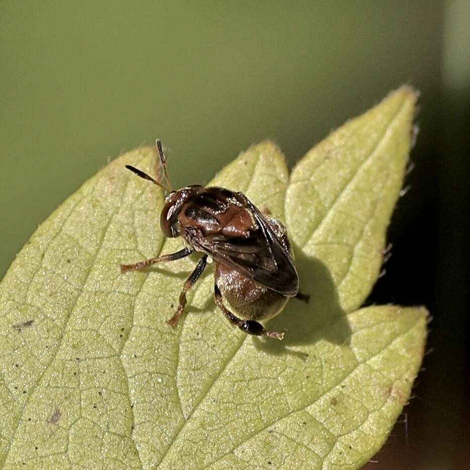 Image of Microdon globosus (Fabricius 1805)