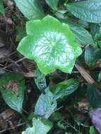 Image de Podophyllum pleianthum Hance