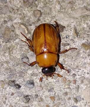 Image of Southern Masked Chafer