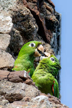 Image of Hispaniolan Conure