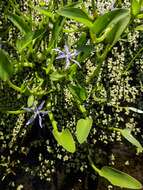 Heteranthera limosa (Sw.) Willd. resmi