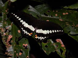 Image of Malabar Banded Swallowtail