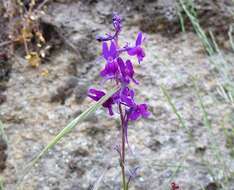 Sivun Linaria elegans Cav. kuva