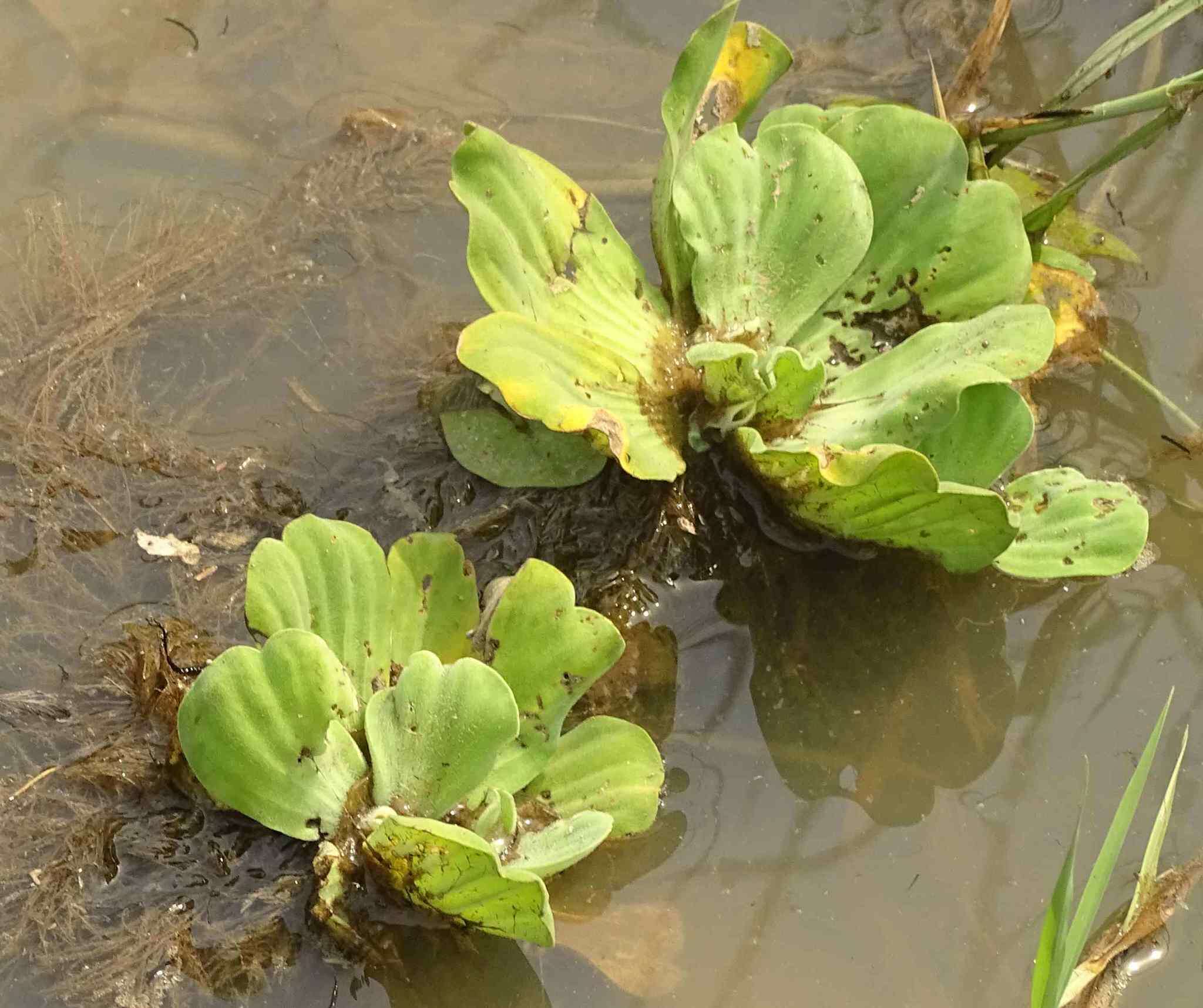 Image of pistia