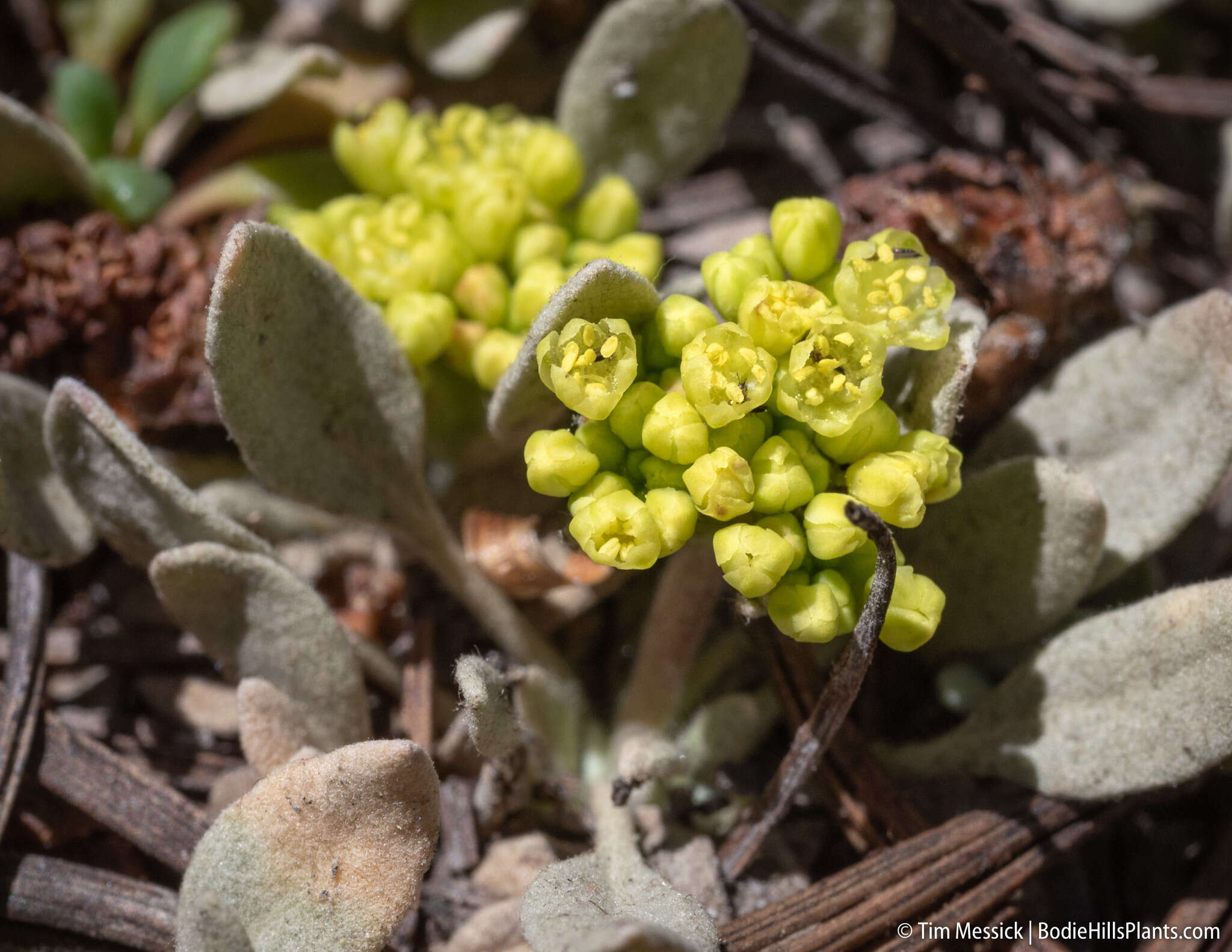 Image of frosted buckwheat