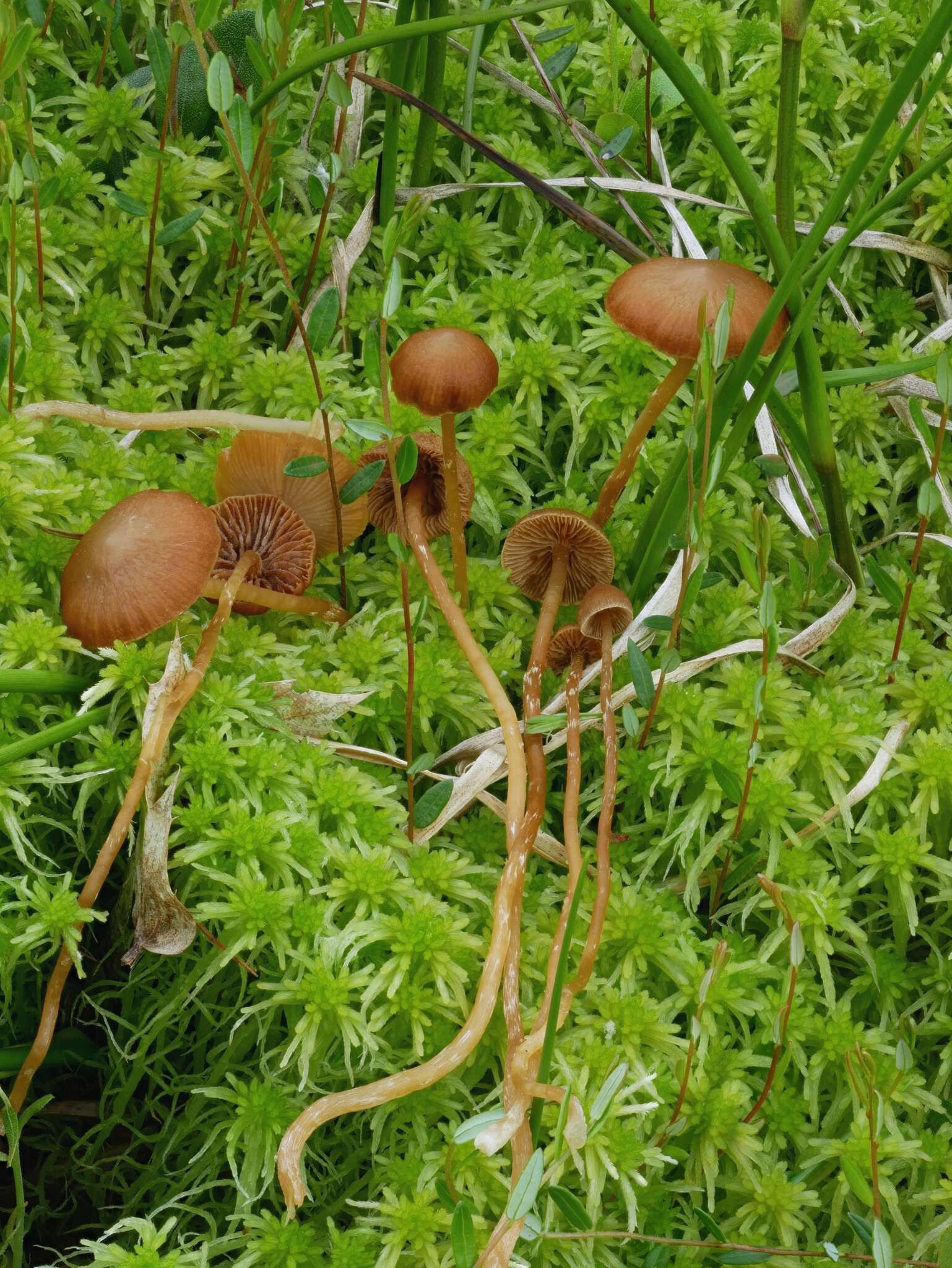 Image of Galerina paludosa (Fr.) Kühner 1935