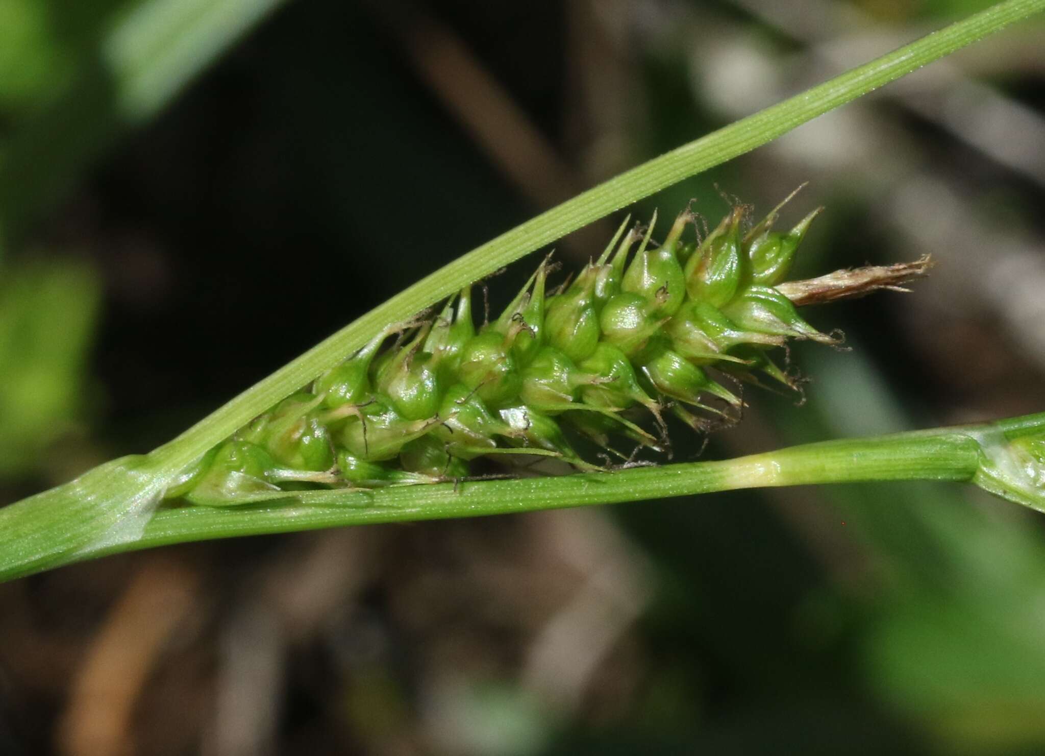 Imagem de Carex wahuensis C. A. Mey.