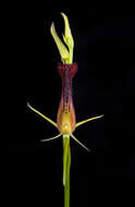 Image of Leafless tongue orchid