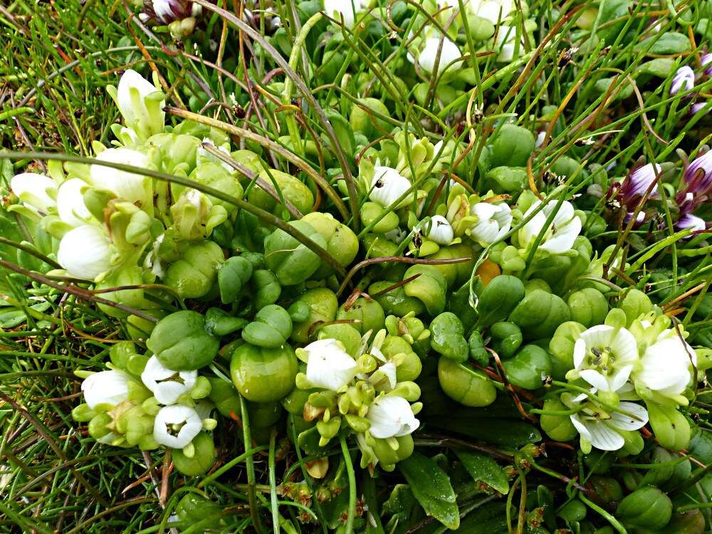 Image of Gentianella cerina (Hook. fil.) T. N. Ho & S. W. Liu