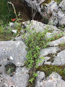 Image of Salvia oppositiflora Ruiz & Pav.