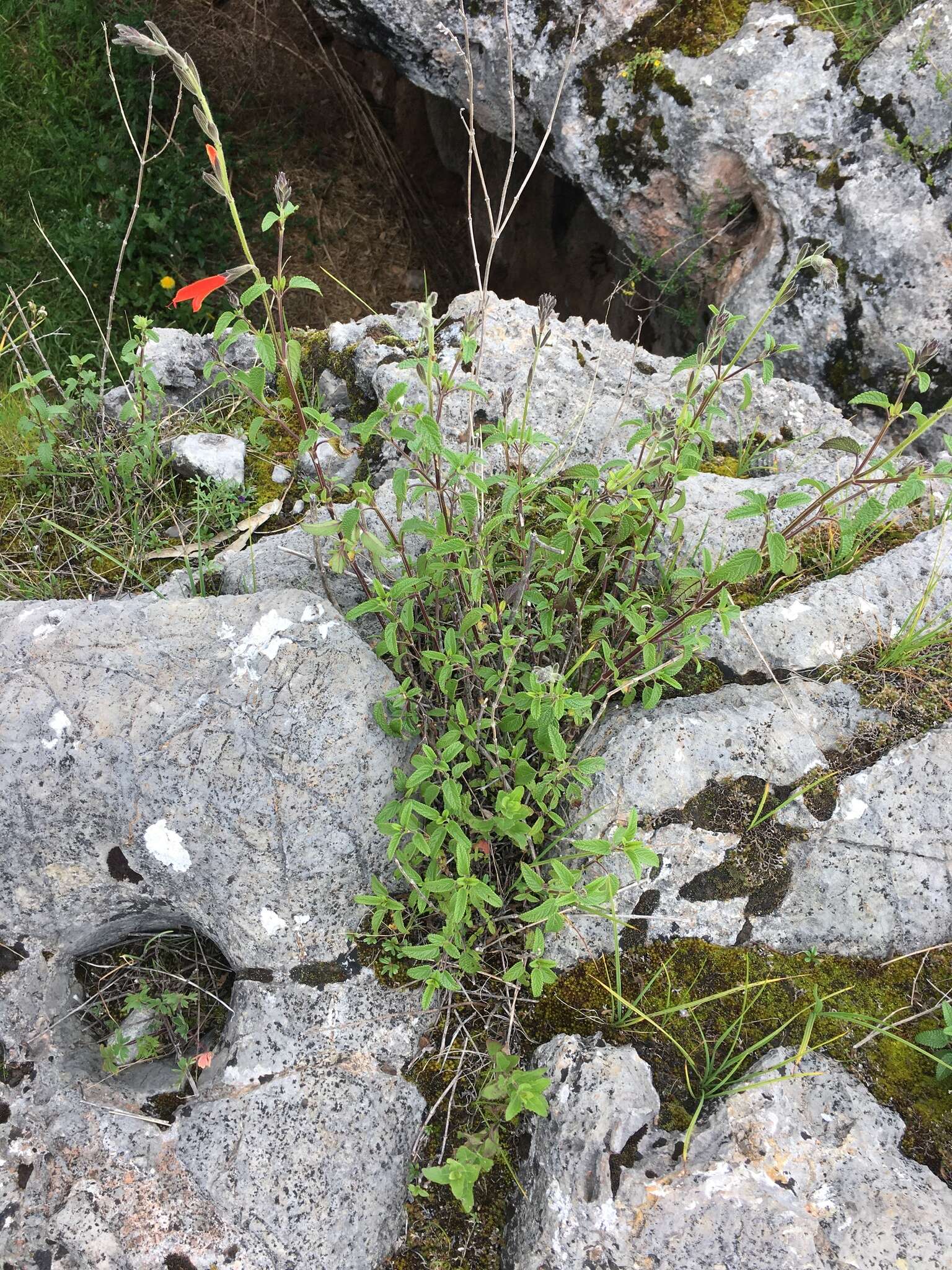 Sivun Salvia oppositiflora Ruiz & Pav. kuva