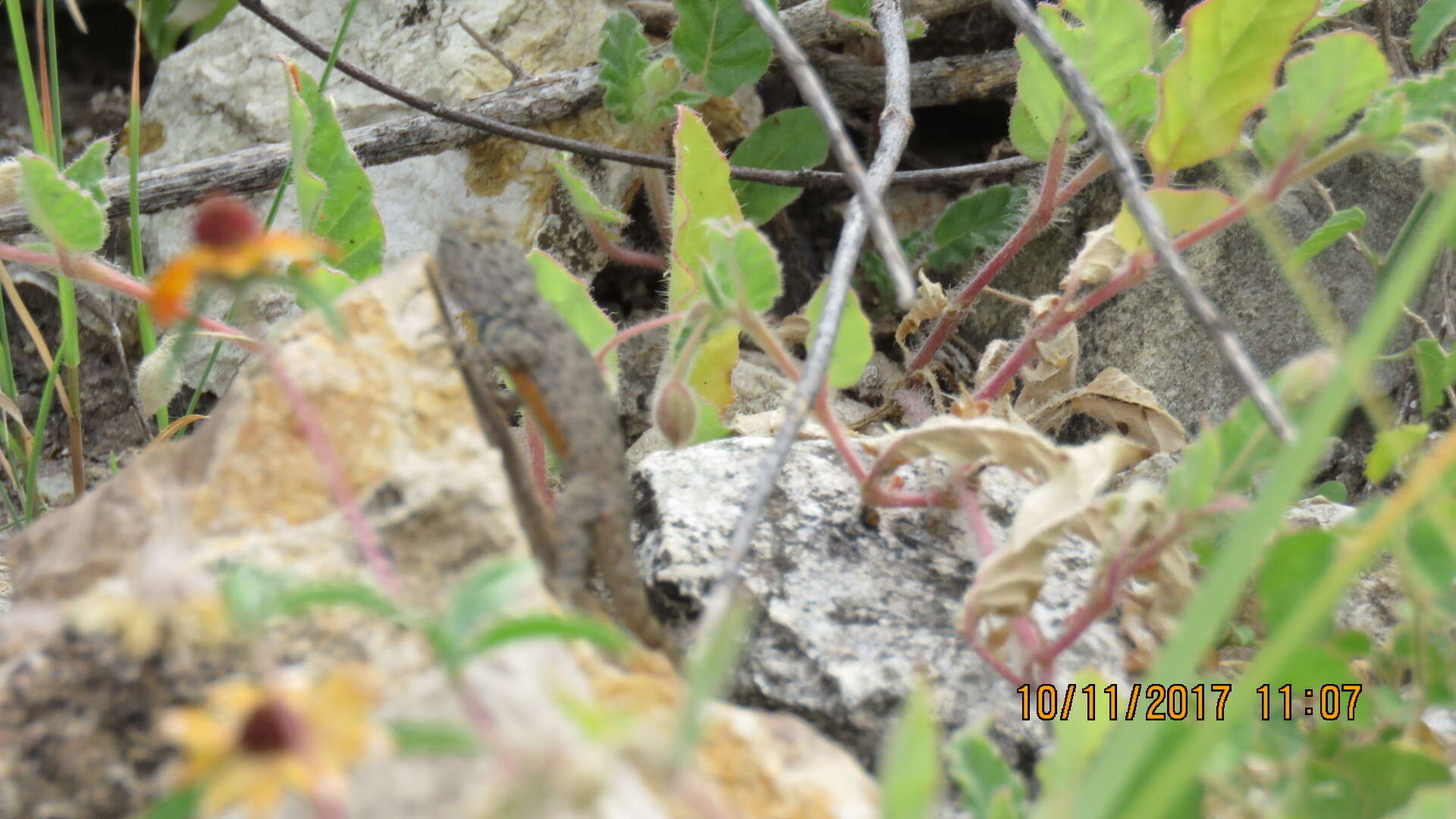 Sceloporus gadoviae Boulenger 1905 resmi